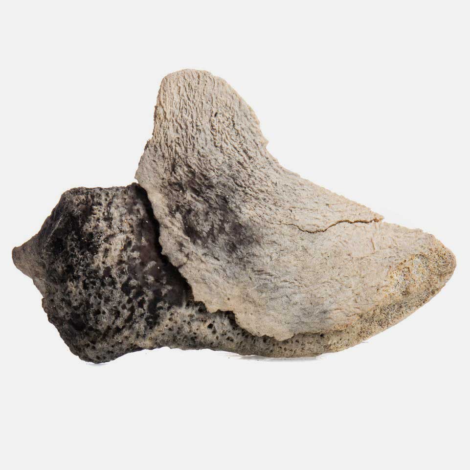 Auction throws up £4,000 slab of whale vomit