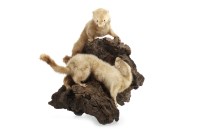 Lot 1630 - EARLY 20TH CENTURY TAXIDERMY GROUP OF TWO...