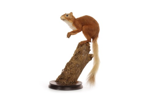 Lot 1632 - EARLY 20TH CENTURY TAXIDERMY RED SQUIRREL...