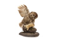 Lot 1631 - EARLY 20TH CENTURY TAXIDERMY GROUP OF A TAWNY...