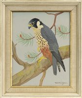Lot 400 - HOBBY (FALCONS), BY RALSTON GUDGEON