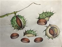Lot 145 - STUDY OF CONKERS BY F. COLLIS