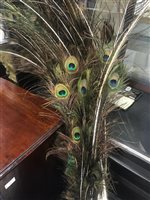 Lot 250 - PEACOCK FEATHERS