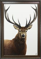 Lot 205 - STAG, AN OIL ON CANVAS BY PIPPA CARTER