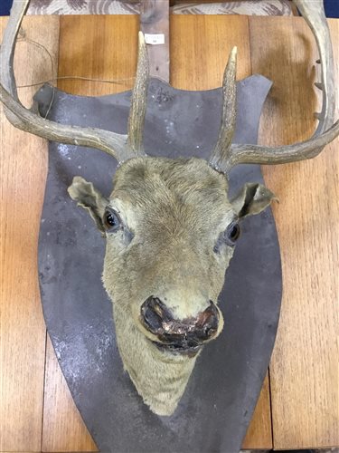 Lot 50 - A MOUNTED STAG'S HEAD