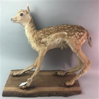 Lot 200 - A TAXIDERMY OF A FAWN