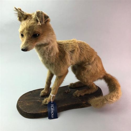 Lot 205 - A TAXIDERMY OF A KIT