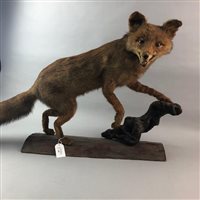 Lot 302 - A TAXIDERMY STUDY OF A FOX