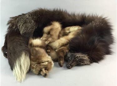 Lot 123 - A MINK FUR TAXIDERMY STOLE AND ANOTHER