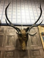 Lot 1809 - A STAG'S HEAD