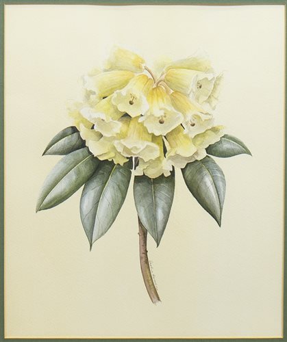 Lot 536 - A PAIR OF STILL LIFES IN WATERCOLOUR, BY DAPHEN HARRISON