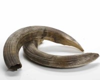 Lot 1085 - PAIR OF HIPPOPOTAMUS TUSKS with damaged tips,...