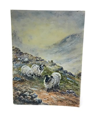 Lot 1271 - A WATERCOLOUR OF SHEEP BY ERNEST BARKER