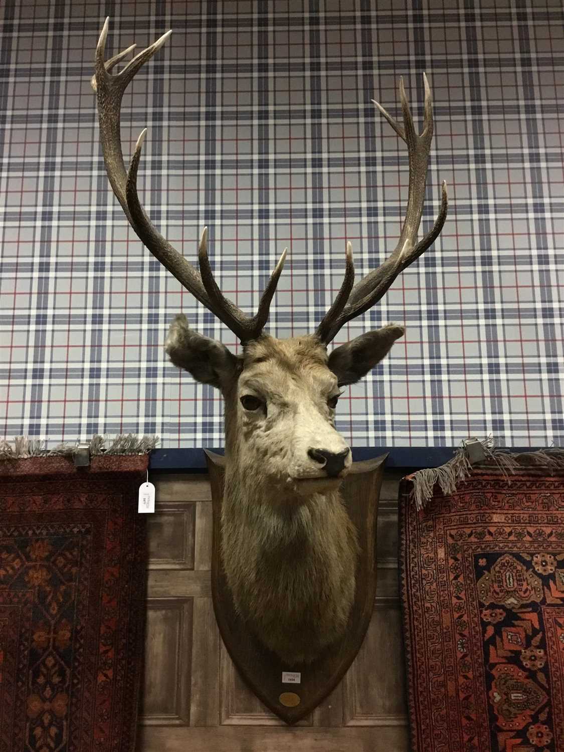 Lot 1604 - A MID 20TH CENTURY TWELVE POINT STAG'S HEAD