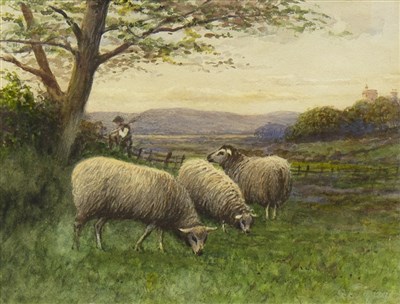Lot 494 - SHEEP STUDY, A WATERCOLOUR BY L MCN SHANKS