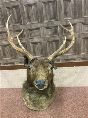 Lot 1705 - A VICTORIAN MOUNTED STAGS HEAD