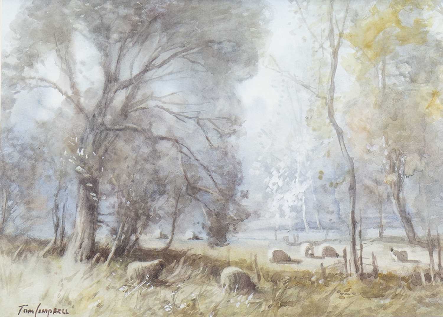 Lot 612 - SHEEP GRAZING, A WATERCOLOUR BY TOM CAMPBELL