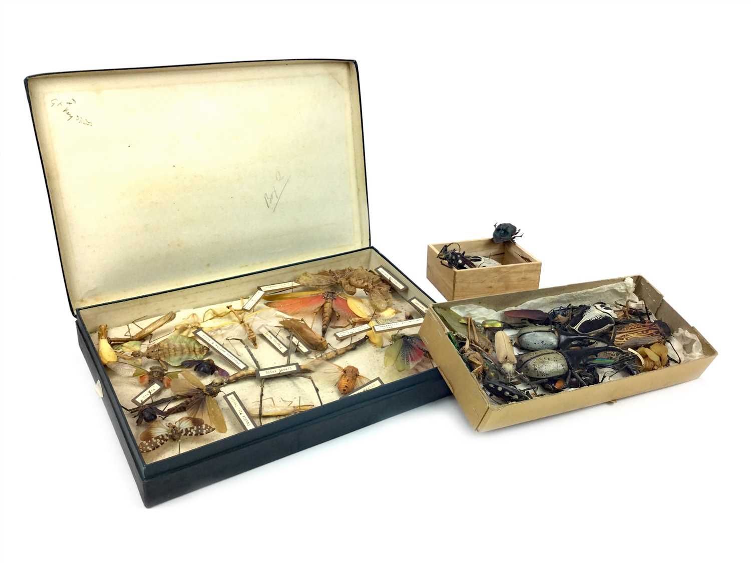 Lot 824 - A COLLECTION OF EARLY TO MID 20TH CENTURY INSECTS