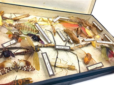 Lot 824 - A COLLECTION OF EARLY TO MID 20TH CENTURY INSECTS