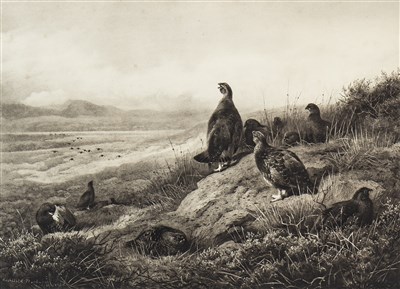 Lot 487 - RED GROUSE AMONGST THE HEATHER, AN ENGRAVING BY ARCHIBALD THORBURN