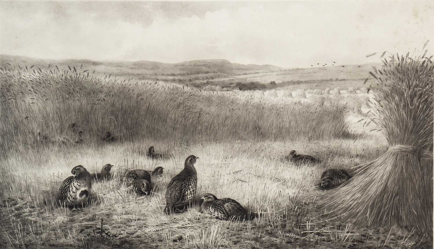 Lot 482 - SEPTEMBER PARTRIDGE, AN ENGRAVING BY ARCHIBALD THORBURN
