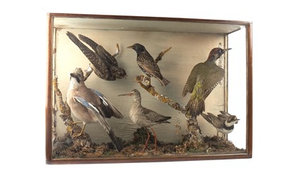 Lot 1627 - A VICTORIAN ORNITHOLOGICAL DISPLAY BY JOHN THOMSON OF STOBO