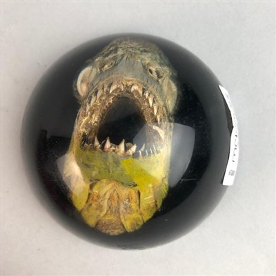 Lot 238 - A RETRO ACRYLIC PAPERWEIGHT WITH PIRANHA HEAD