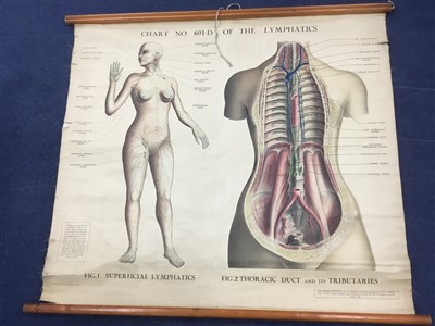 Lot 6 - A LOT OF SEVEN EARLY-20TH CENTURY ANATOMICAL CHARTS