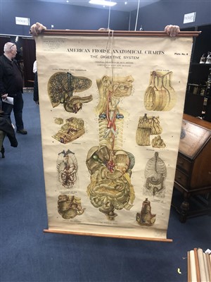 Lot 6 - A LOT OF SEVEN EARLY-20TH CENTURY ANATOMICAL CHARTS