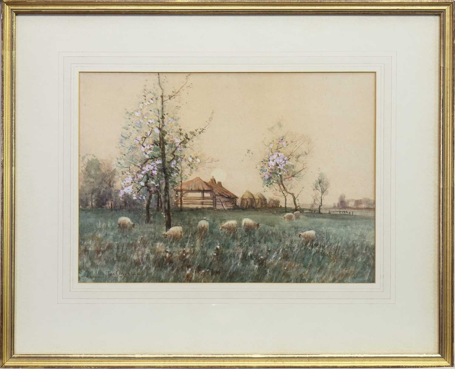 Lot 403 - SHEEP GRAZING, A WATERCOLOUR BY TOM CAMPBELL