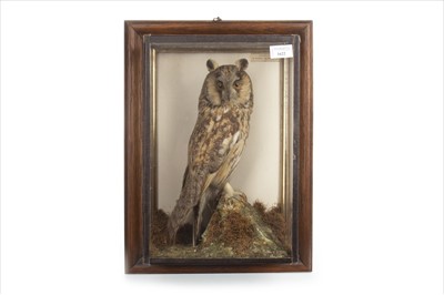 Lot 1622 - AN EARLY 20TH CENTURY TAXIDERMY OF A LONG EARED OWL