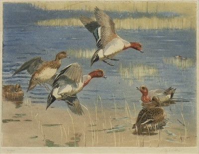 Lot 457 - DUCKS IN THE WILD, AN ETCHING BY WINIFRED AUSTEN
