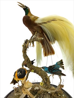 Lot 1350 - A TAXIDERMY BIRD OF PARADISE