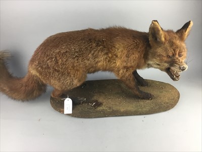 Lot 372 - A TAXIDERMY FOX