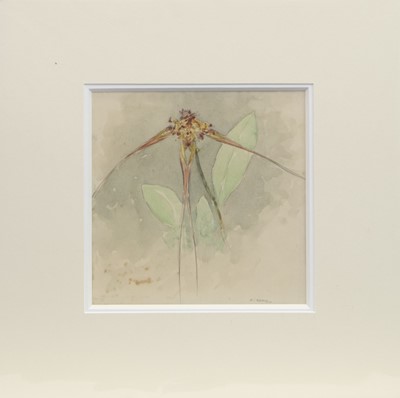 Lot 77 - A COLLECTION OF ORCHIDS, FIVE WATERCOLOURS BY ROBERT EADIE
