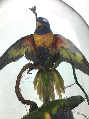 Lot 1638 - A VICTORIAN TAXIDERMY GROUP OF A PAIR OF RAINBOW LORIKEETS