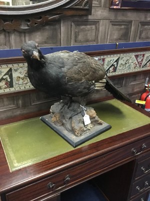 Lot 228 - A TAXIDERMY BIRD OF PREY ON STAND