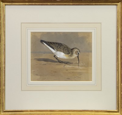 Lot 131 - CURLEW SANDPIPER, A WATERCOLOUR BY ARCHIBALD THORBURN