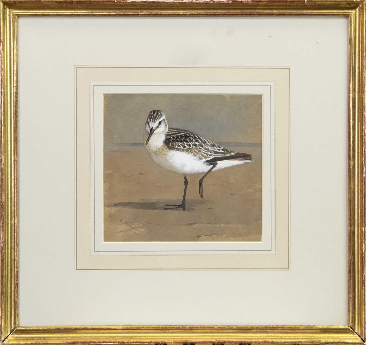 Lot 132 - SANDERLING, A WATERCOLOUR BY ARCHIBALD THORBURN
