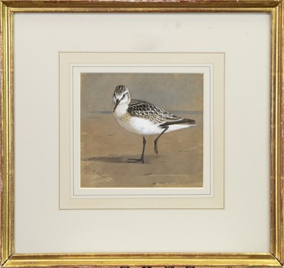 Lot 132 - SANDERLING, A WATERCOLOUR BY ARCHIBALD THORBURN