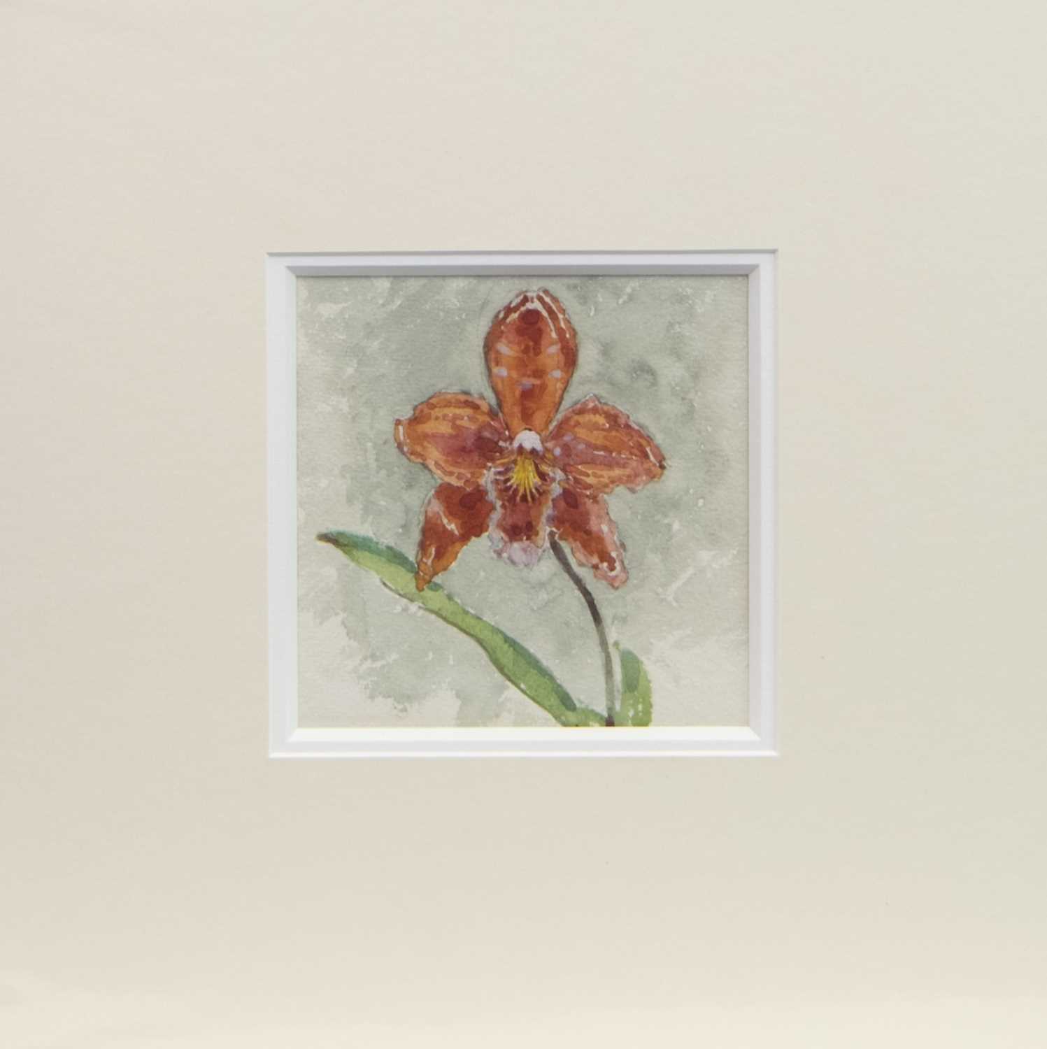 Lot 78 - A COLLECTION OF ORCHIDS, FIVE WATERCOLOURS BY ROBERT EADIE