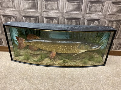 Lot 1386 - AN IMPRESSIVE EARLY 20TH CENTURY TAXIDERMY MODEL OF A PIKE
