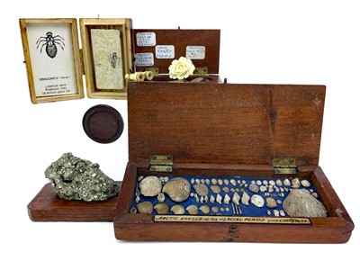 Lot 1352 - A POSSIBLE LIBELLULA DORIS (DRAGONFLY) FOSSIL ALONG WITH ANOTHER DISPLAY, PYRITE AND A MEDAL