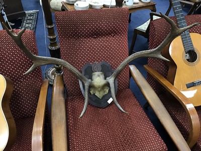 Lot 354 - A SET OF WALL MOUNTED ANTLERS