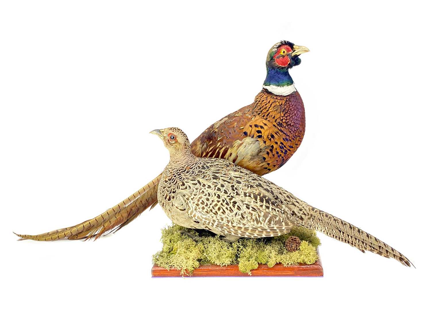 Lot 1639 - A TAXIDERMY GROUP OF A COCK AND HEN PHEASANT