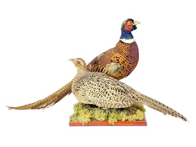 Lot 1639 - A TAXIDERMY GROUP OF A COCK AND HEN PHEASANT