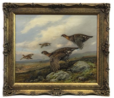 Lot 32 - GROUSE IN FLIGHT, AN OIL BY WILLIAM WOODHOUSE