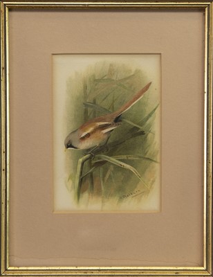 Lot 122 - BEARDED TIT, A LITHOGRAPH AFTER ARCHIBALD THORBURN