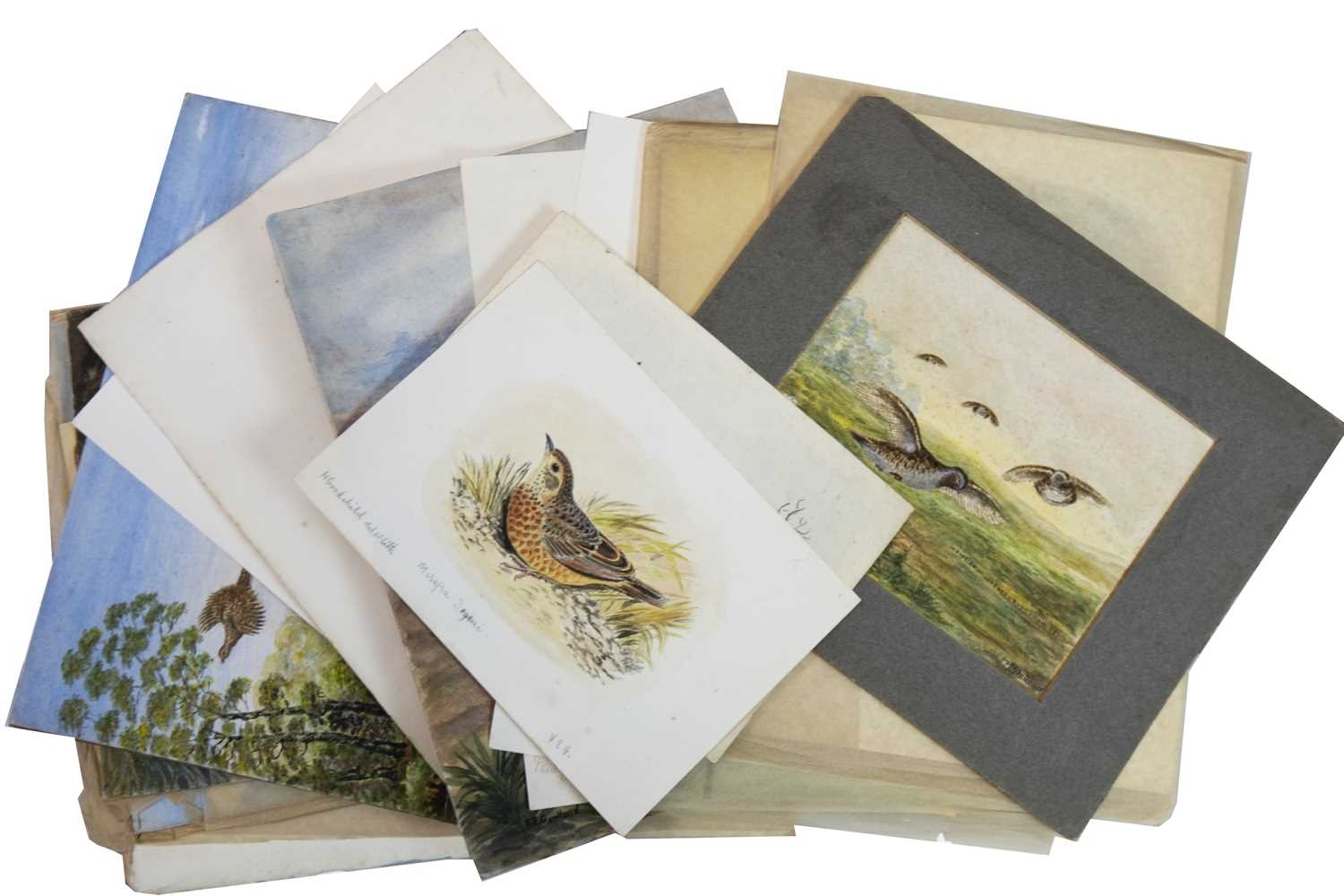 Lot 501 - A COLLECTION OF MIXED MEDIA BIRD STUDIES