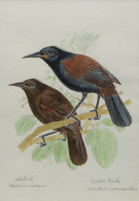 Lot 513 - A COLLECTION OF FIVE BIRD STUDIES